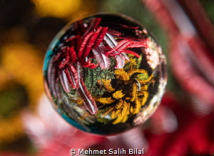 Four colors of Sea feather. 
Saga Magic ball with Olympu... by Mehmet Salih Bilal 